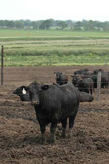 Feedlot Cow