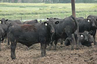 Feedlot Herd