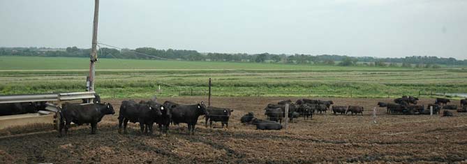 Feedlot wide angle