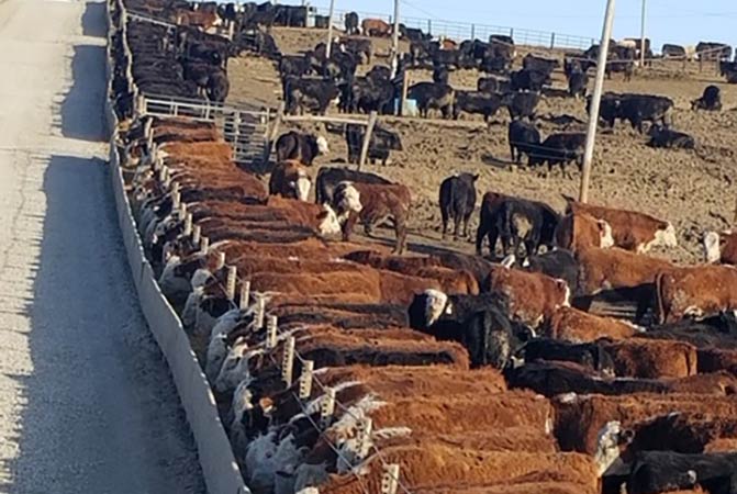 Gregory Feedlots Cows at the Bunk