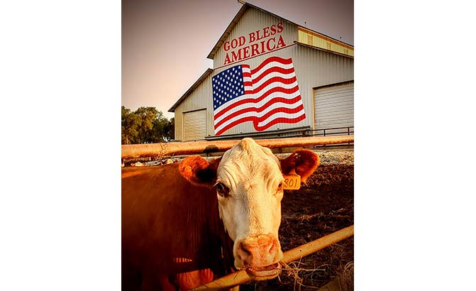 Cow in front of flag